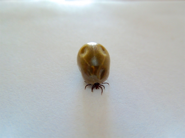 モルディブで起こり得る虫のトラブル